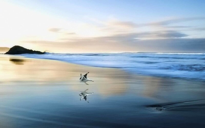 Seagull flying over beach at sunset