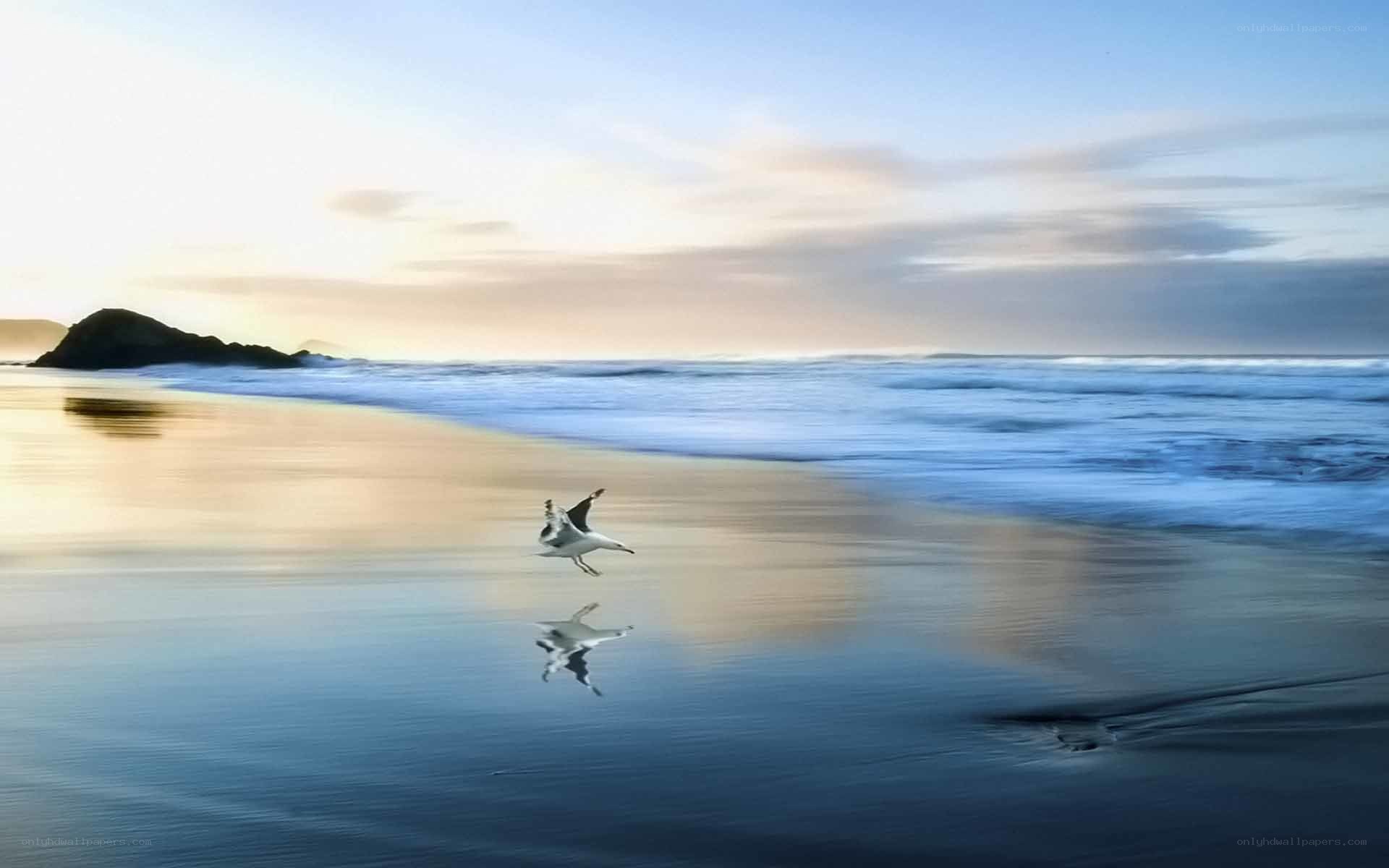 Seagull flying over beach at sunset