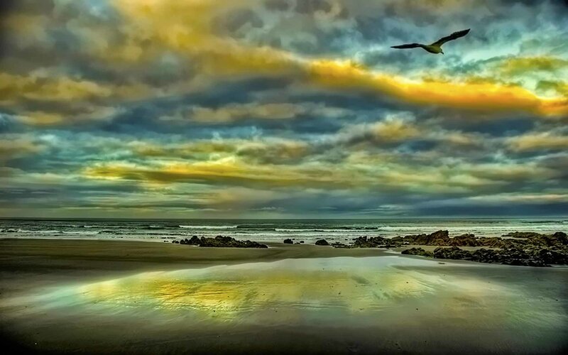 Seagull flying over beach at sunset