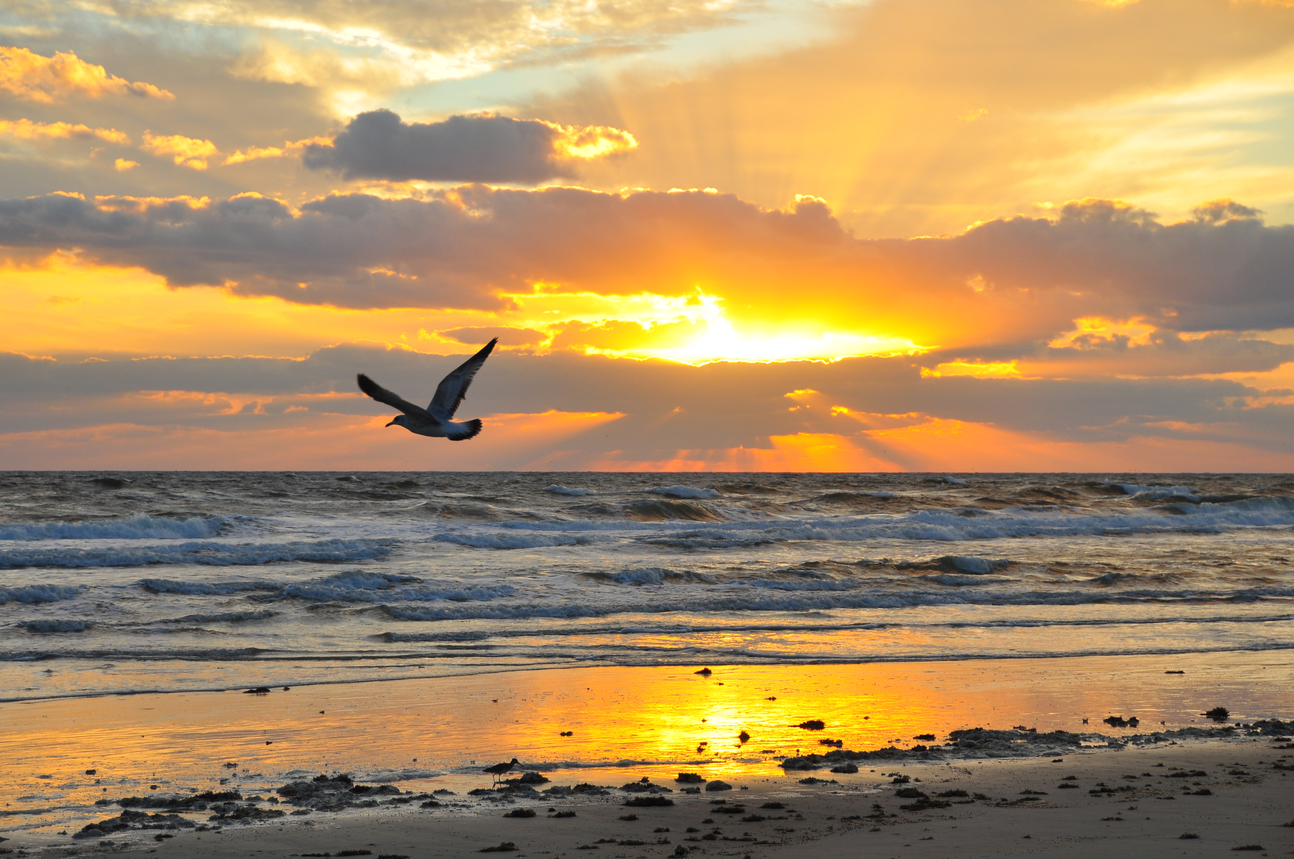Seagull flying over beach at sunset
