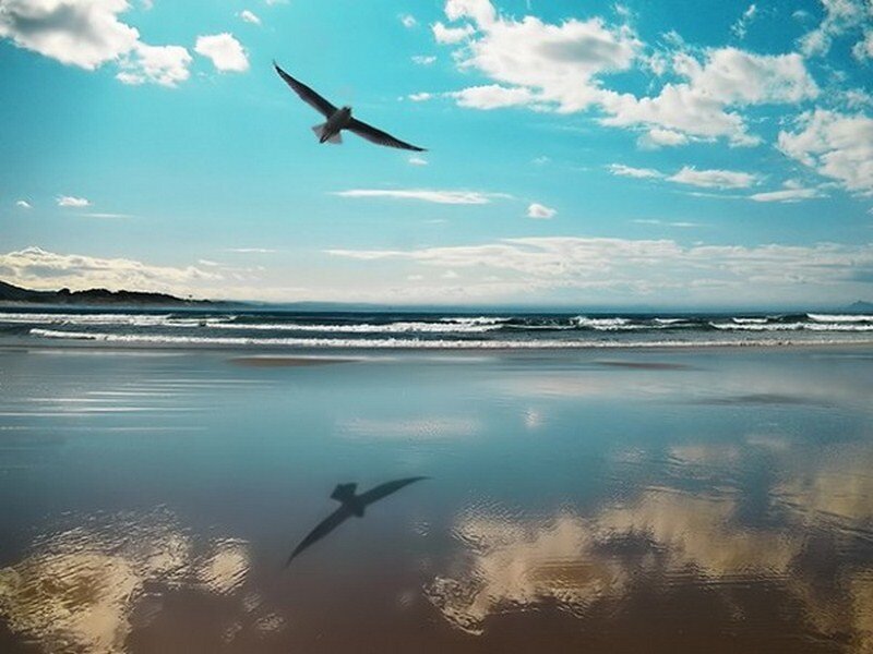 Seagull Flying over Beach — Blue, Serene, Afternoon