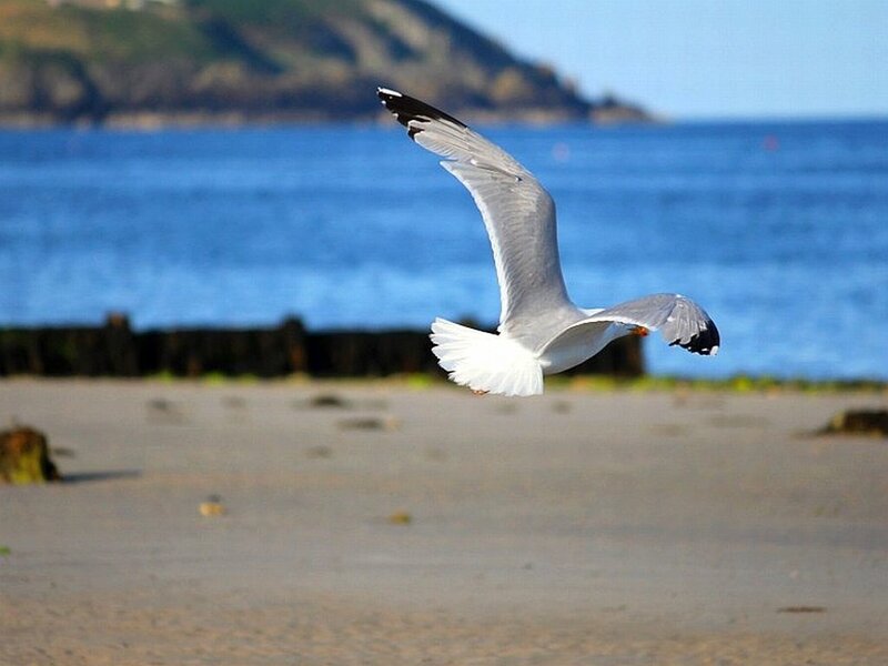 Seagull Flying over Beach — Blue, Serene