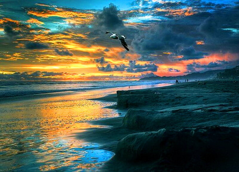 Seagull Flying over Beach — Blue