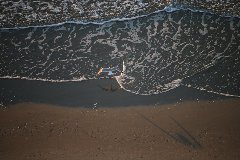 Seagull Flying over Beach — Brown