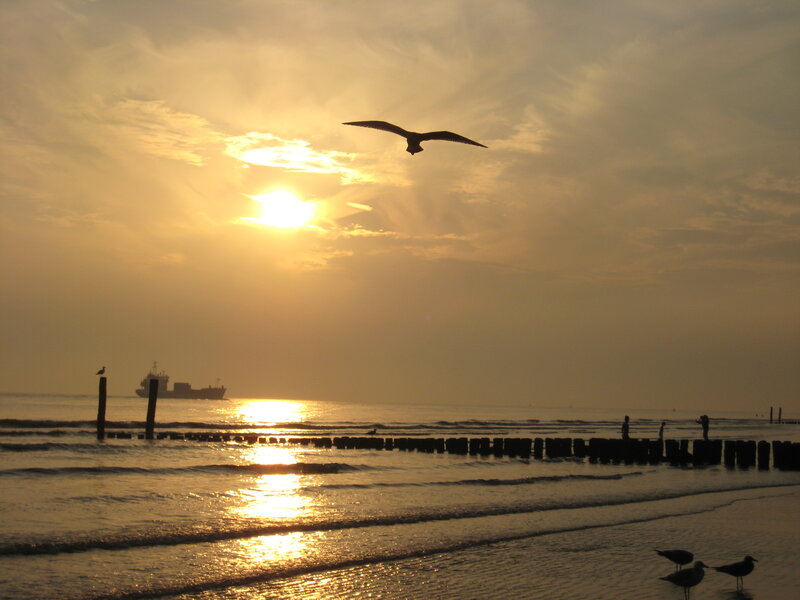 Seagull Flying over Beach — Gold