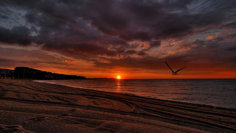 Seagull Flying over Beach — Orange, Dramatic, Sunset, Photograph, Sun, Ocean