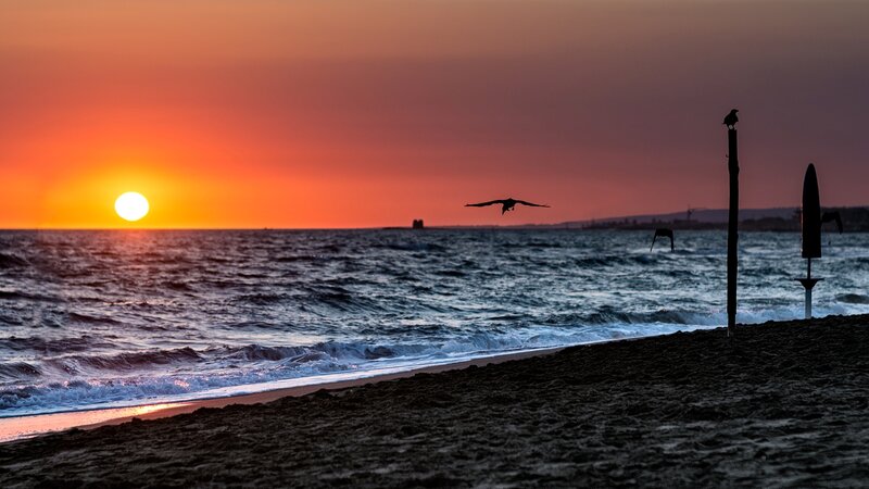Seagull Flying over Beach — Orange, Dramatic, Sunset, Photograph, Sun