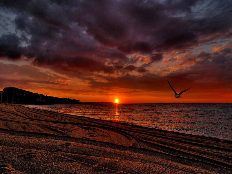 Seagull Flying over Beach — Orange, Dramatic, Sunset