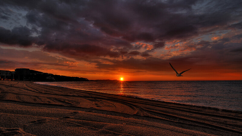 Seagull Flying over Beach — Orange, Dramatic