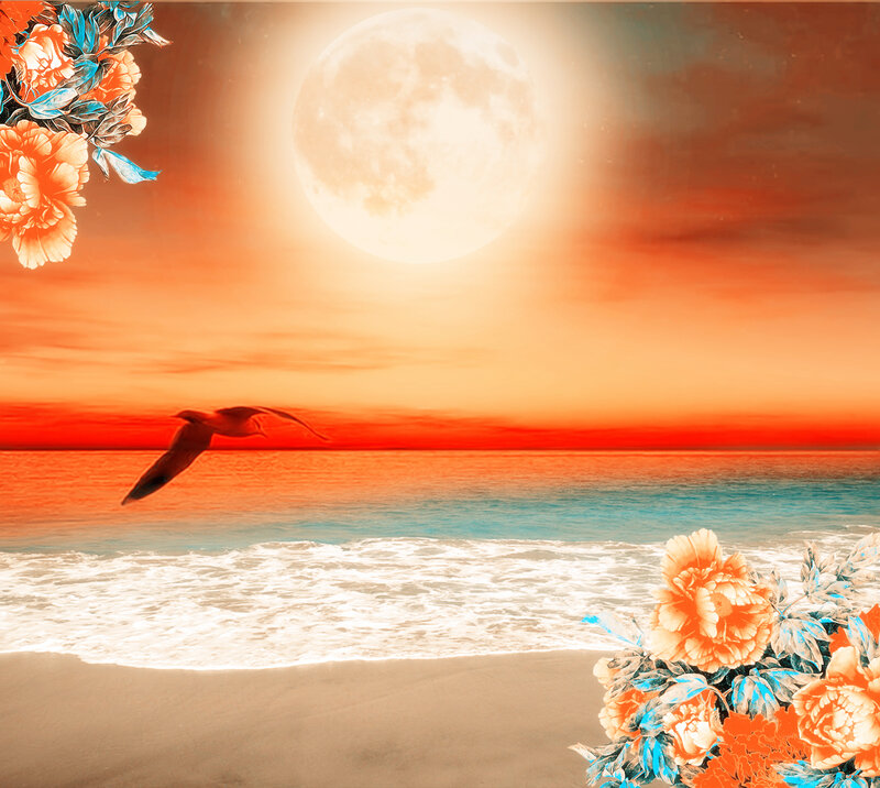 Seagull Flying over Beach — Orange, Serene
