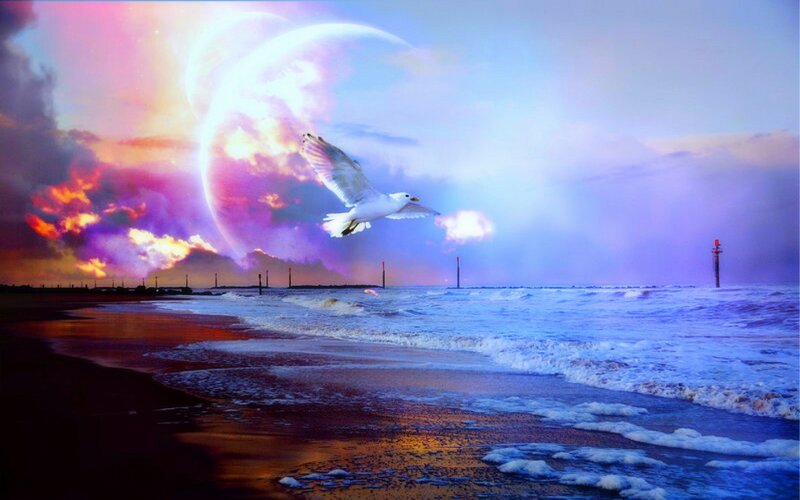 Seagull Flying over Beach — Purple