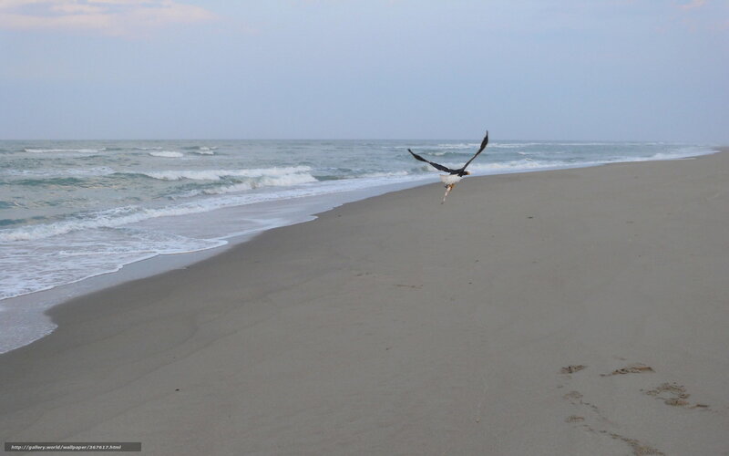 Seagull flying over beach