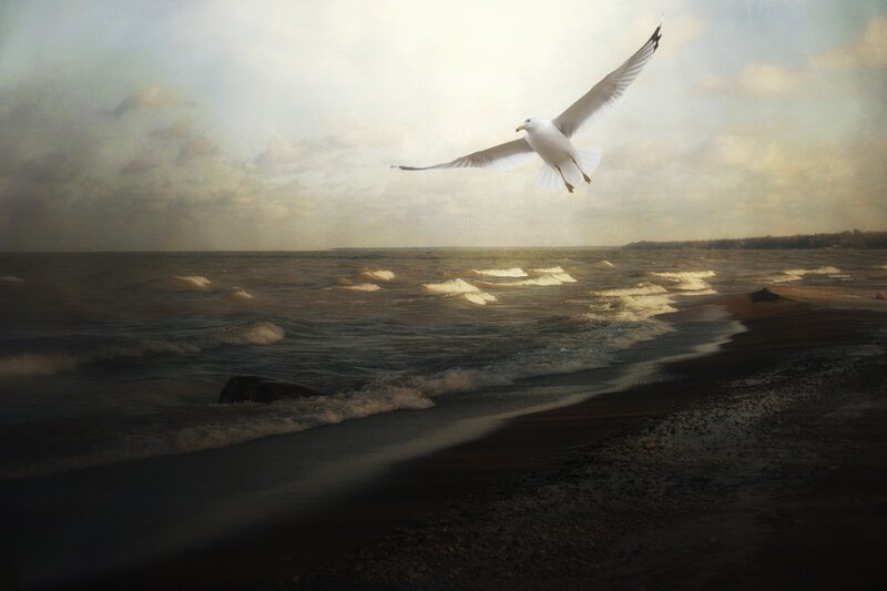 Seagull Flying over Beach — White