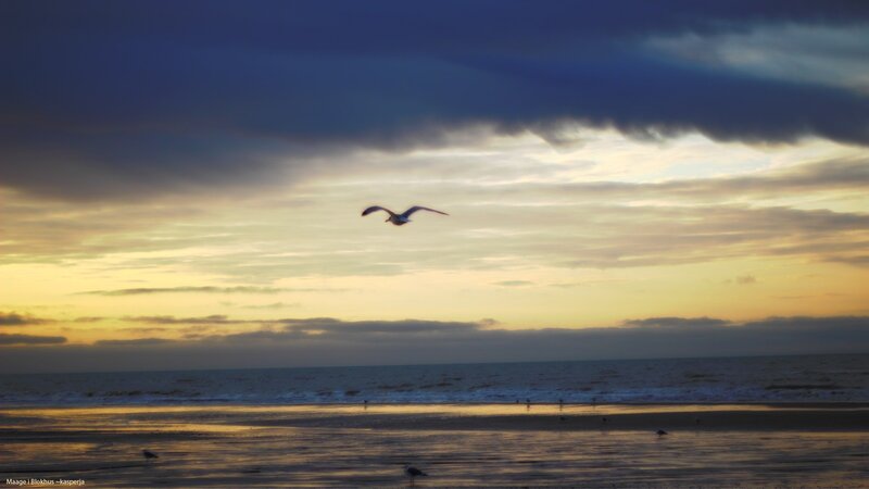 Seagull Flying over Beach — Yellow, Dramatic