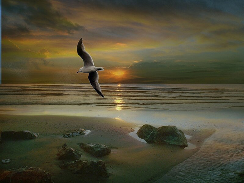 Seagull Flying over Beach — Yellow