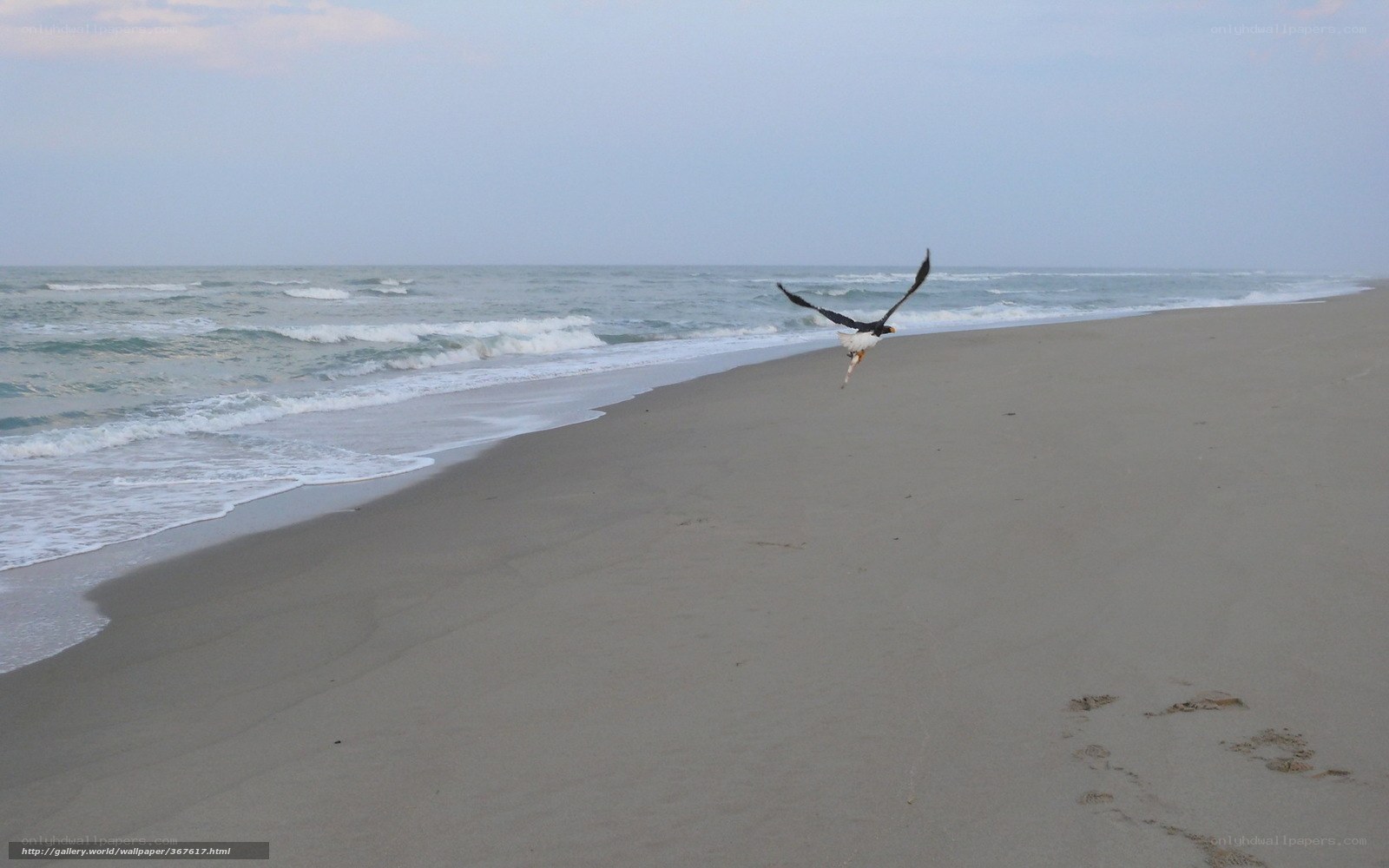 Seagull flying over beach