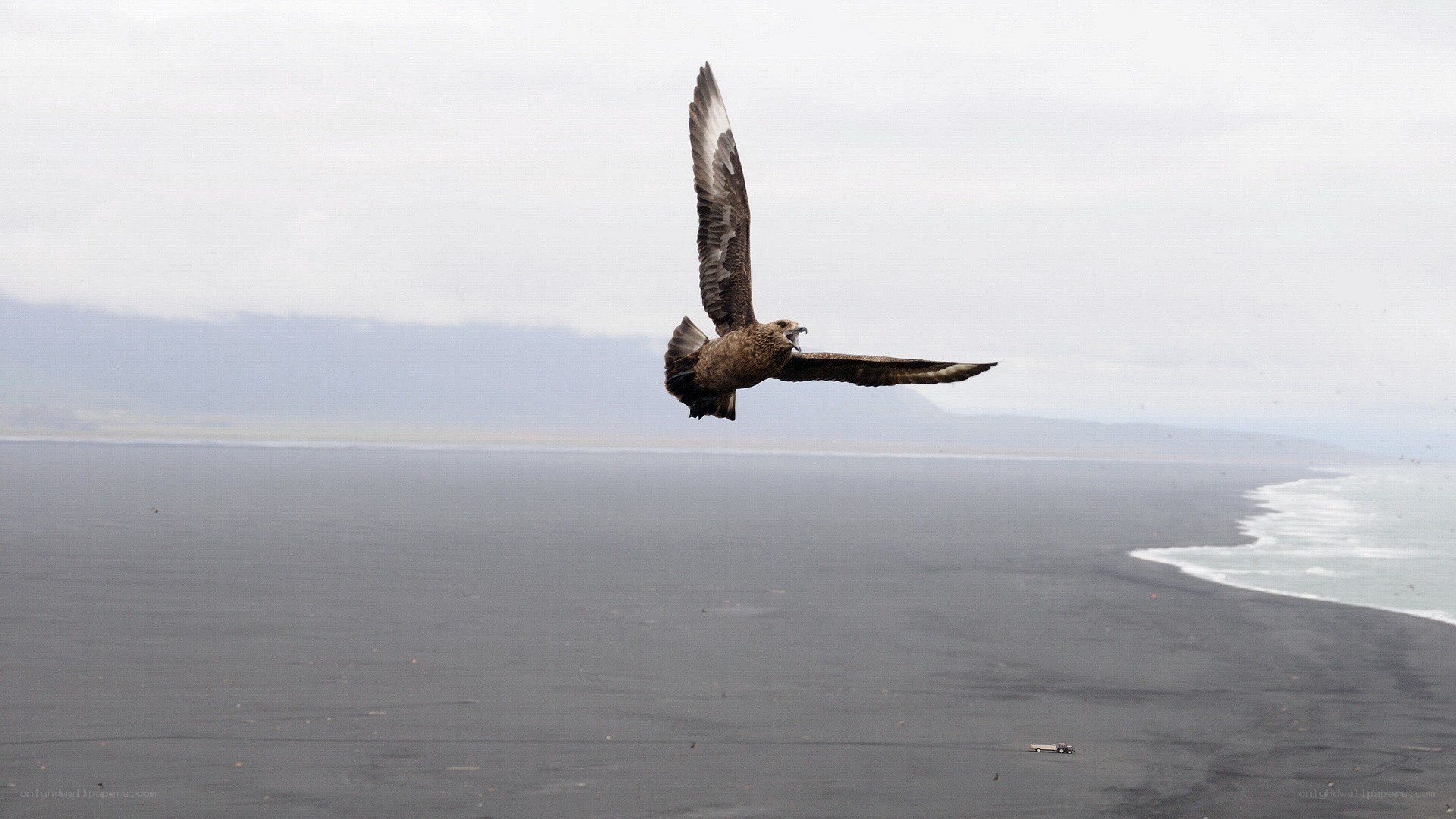 Seagull flying over black sand beach