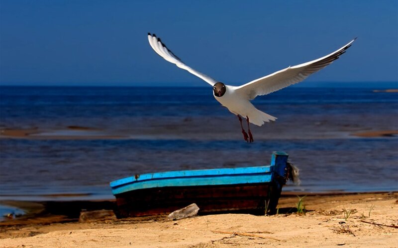 Seagull Flying over Boat