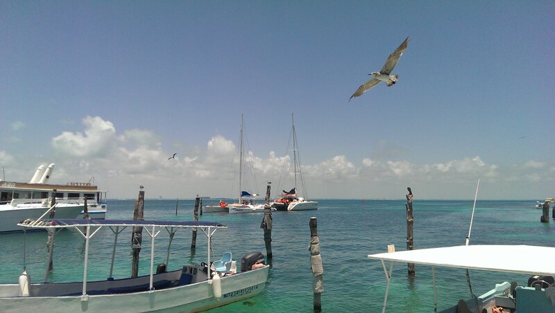 Seagull Flying over Boats