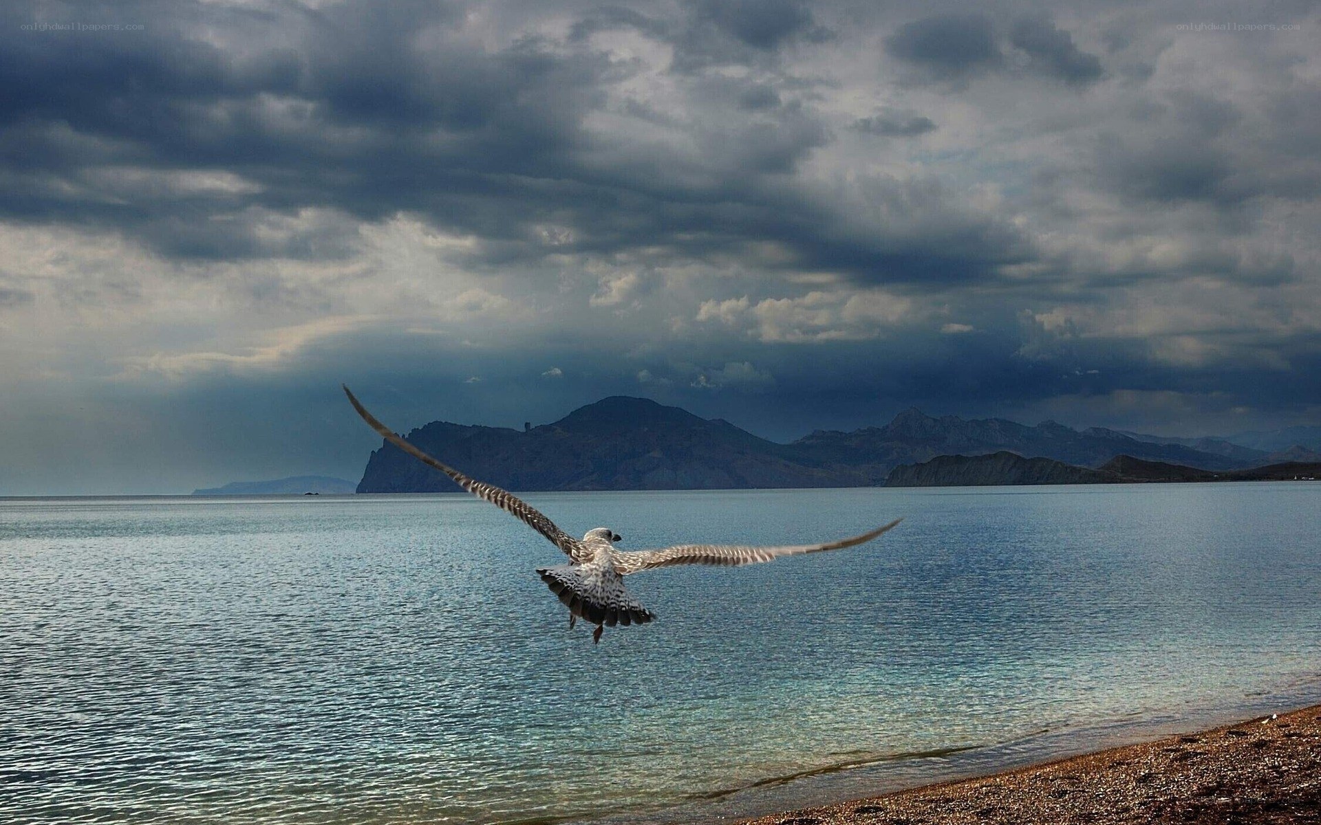 Seagull flying over calm sea