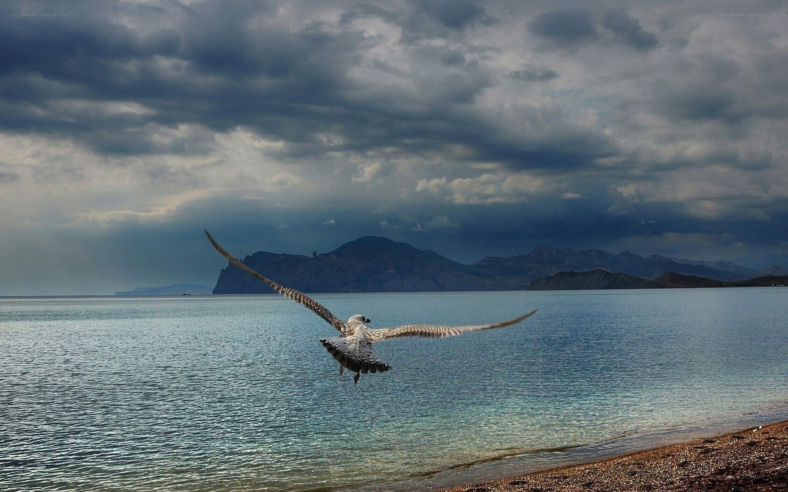 Seagull flying over calm sea