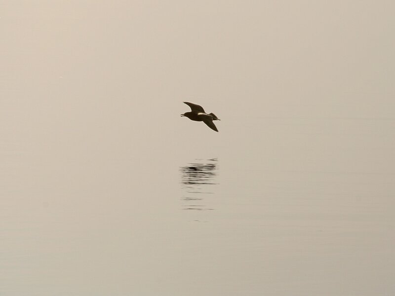 Seagull flying over calm water