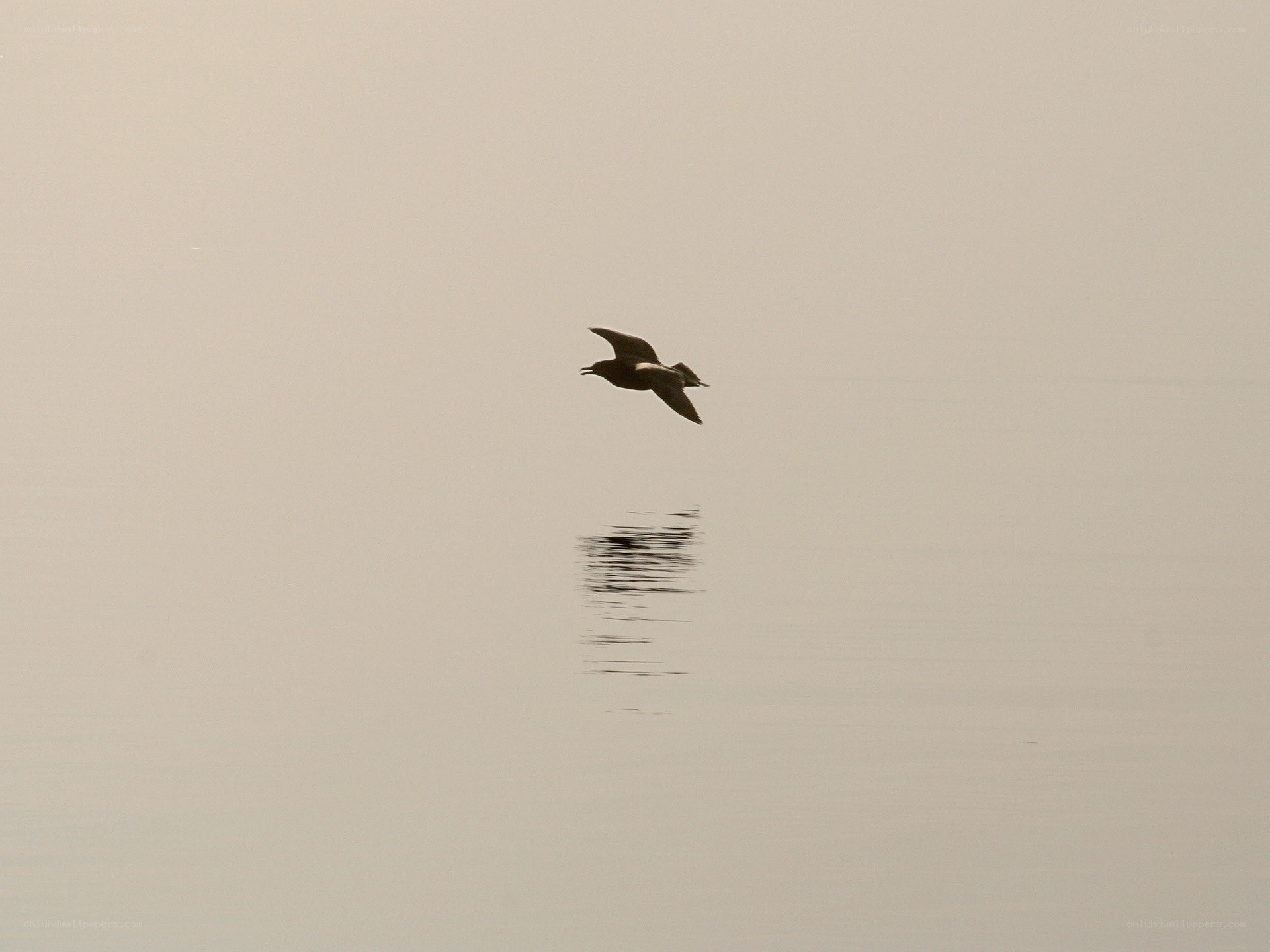 Seagull flying over calm water