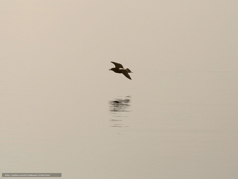 Seagull flying over calm water