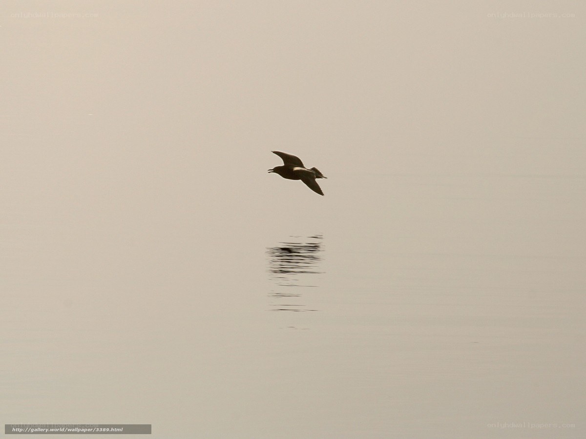 Seagull flying over calm water