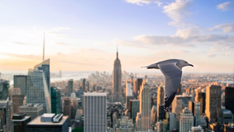 Seagull Flying over City — Blue, Serene, Sunset