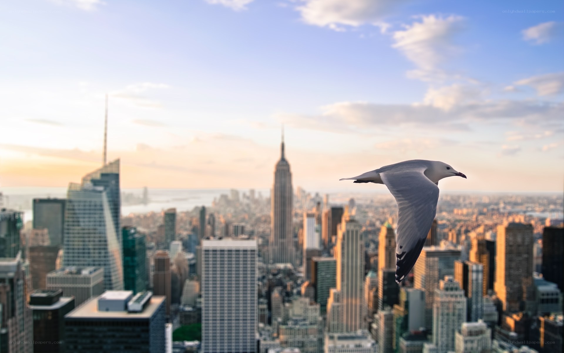 Seagull flying over city skyline