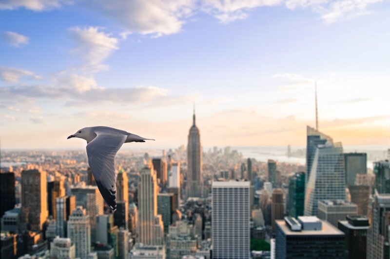 Seagull Flying over City