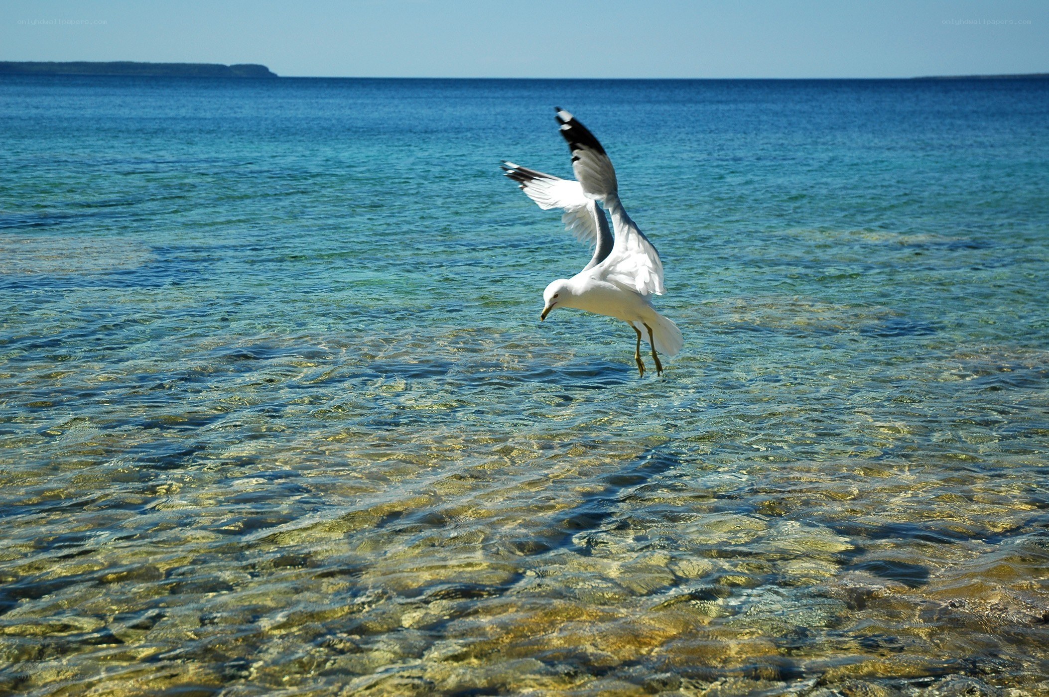 Seagull flying over clear water