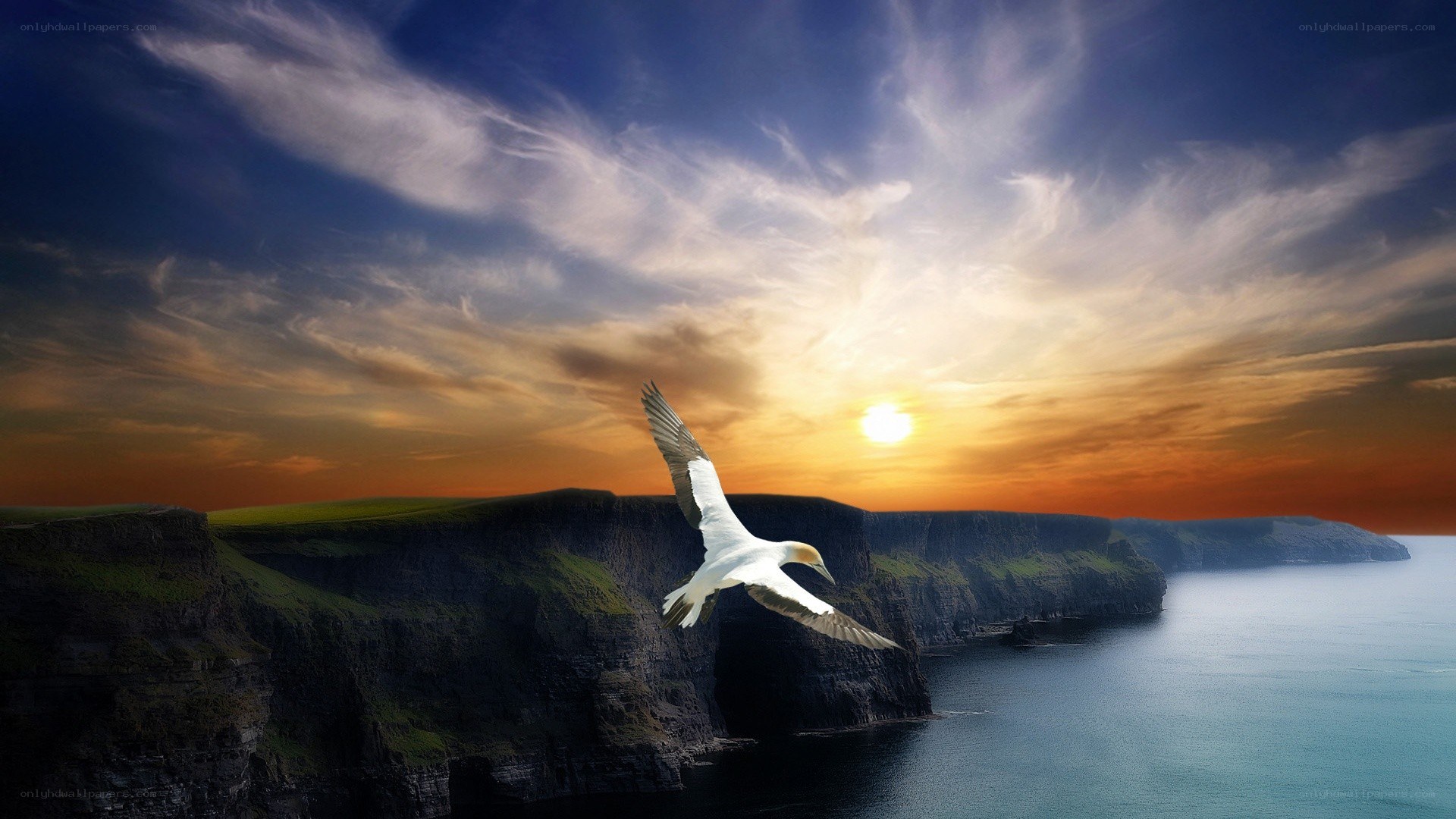 Seagull flying over cliffs at sunset