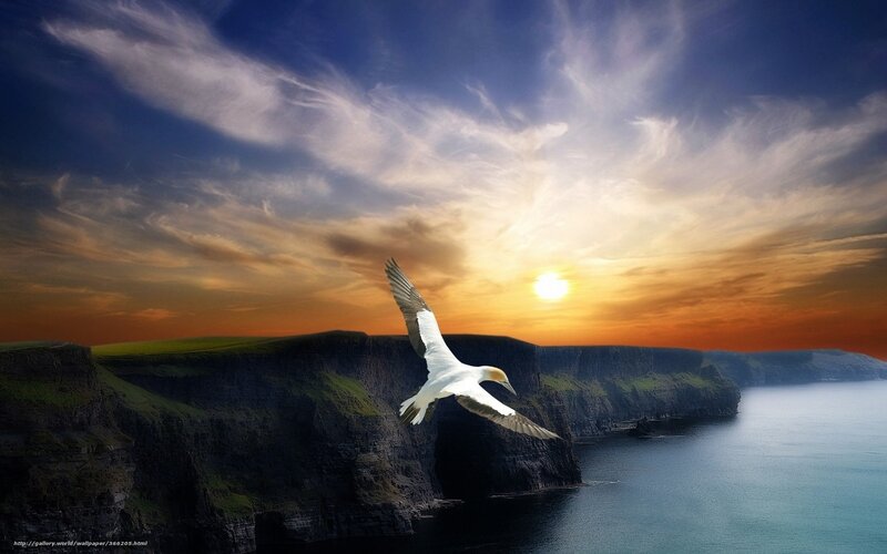 Seagull flying over cliffs at sunset