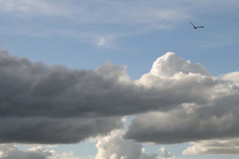 Seagull Flying over Clouds