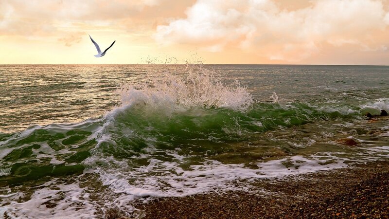 Seagull flying over crashing wave
