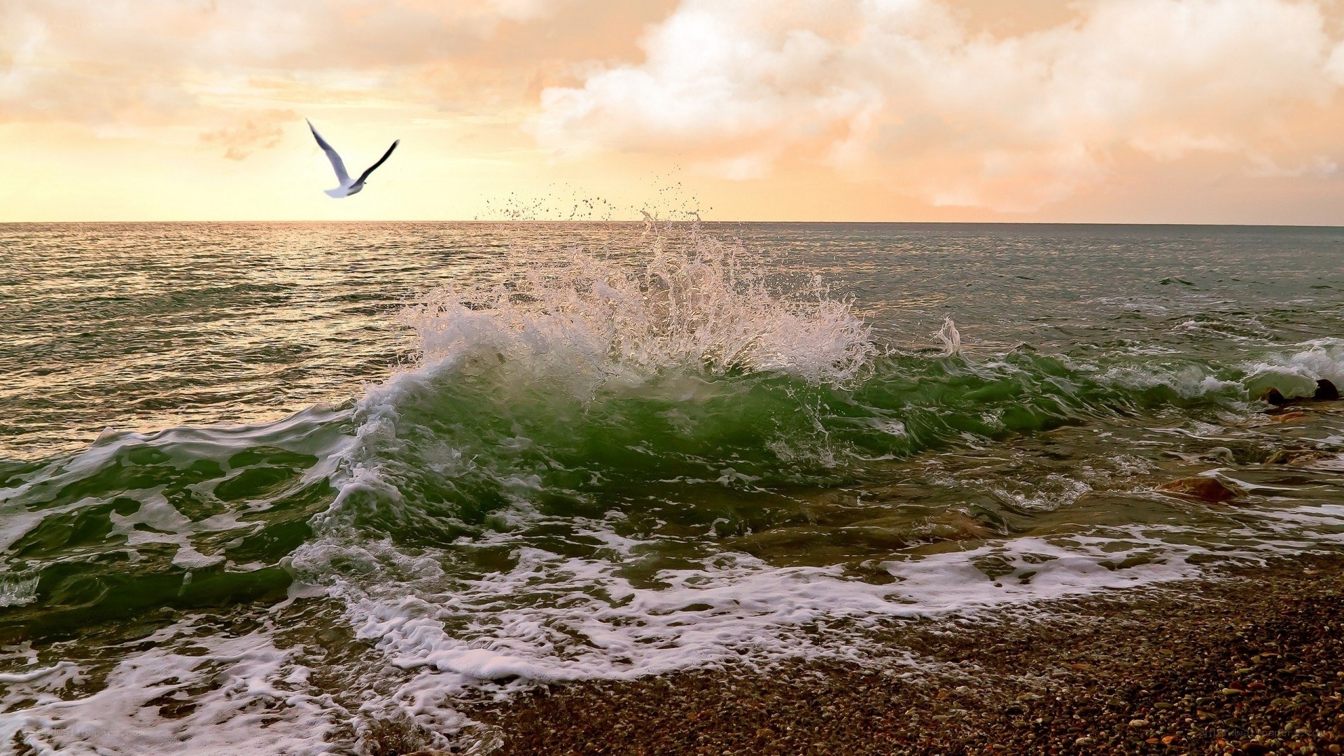 Seagull flying over crashing wave