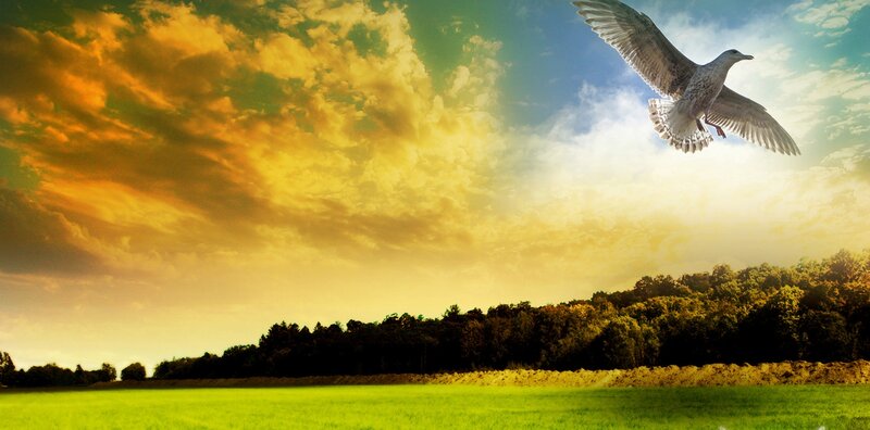 Seagull Flying over Field — Green