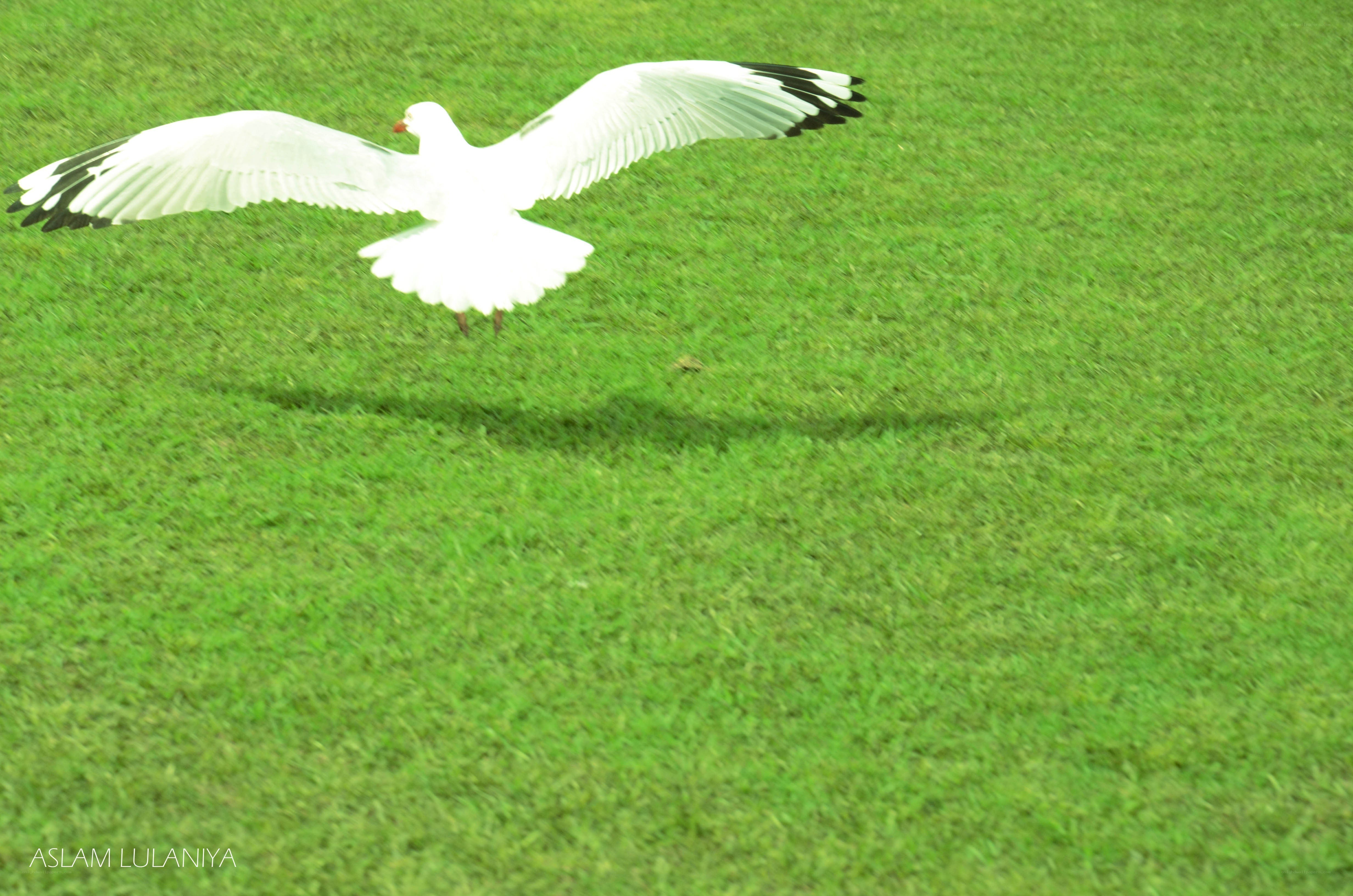 seagull flying over grass