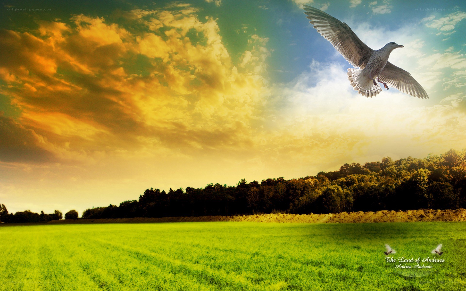 Seagull flying over green field