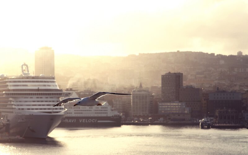 Seagull Flying over Harbor — Gold