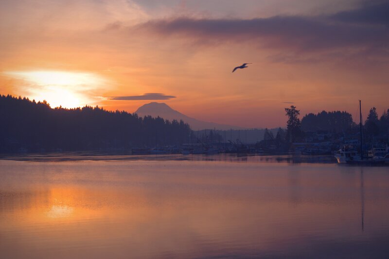 Seagull Flying over Harbor — Orange