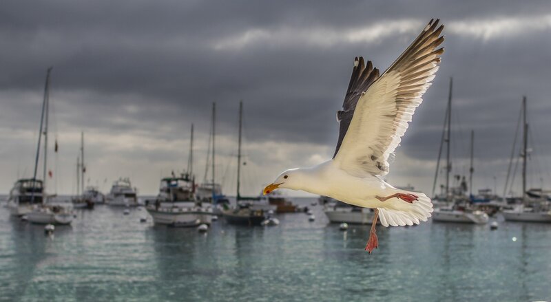 Seagull Flying over Harbor — White