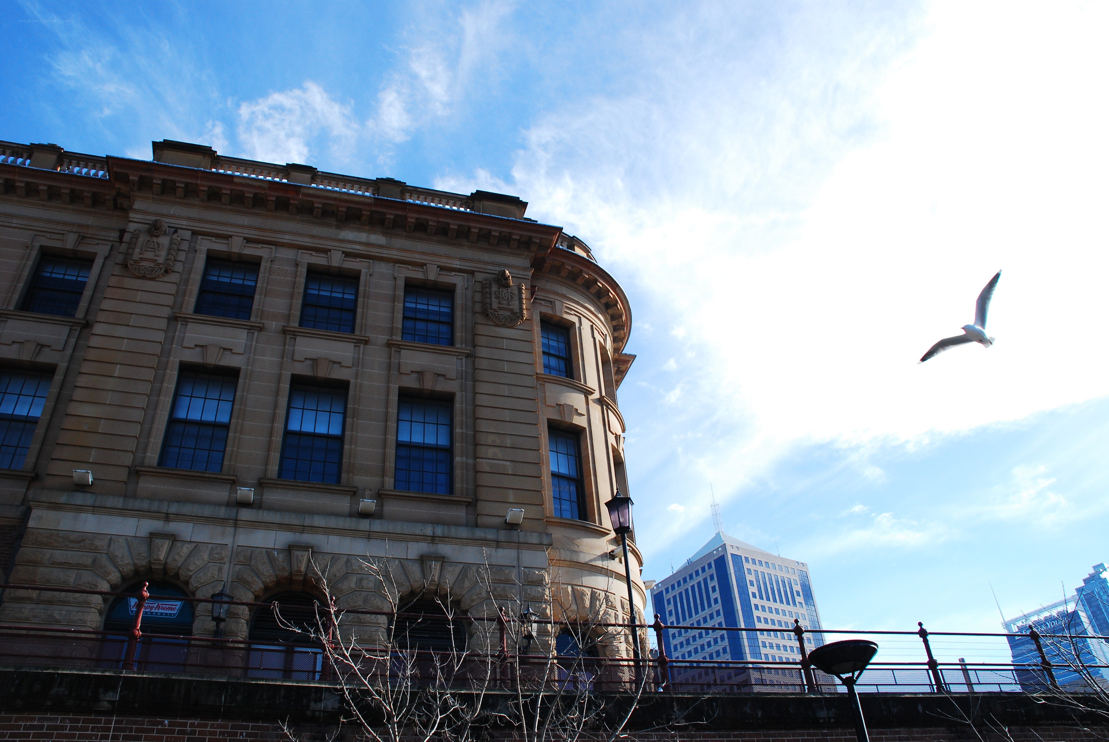 Seagull flying over historic building