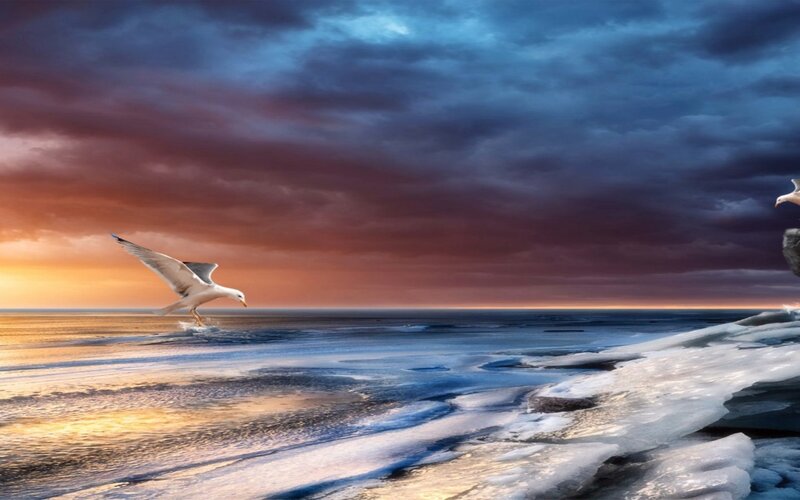 Seagull Flying over Ice