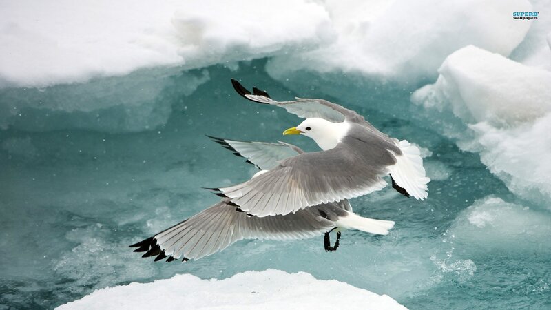 Seagull Flying over Ice — White