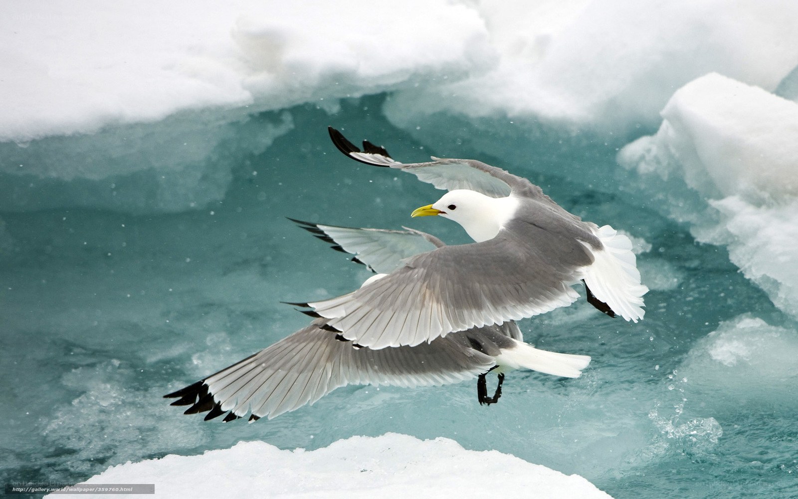 Seagull flying over icy water