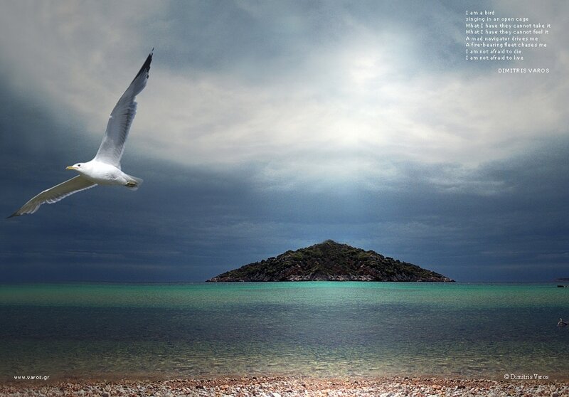 Seagull Flying over Island