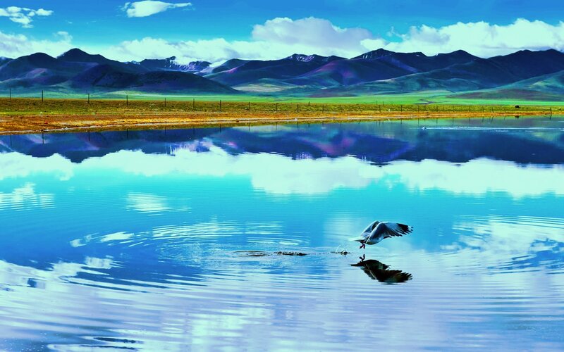 Seagull Flying over Lake — Blue, Serene